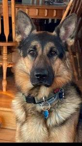 A German Shepherd dog with a collar sits indoors in front of a wooden table and chairs, looking at the camera.