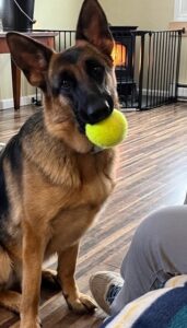 A German Shepherd sits indoors with a tennis ball in its mouth near a fireplace and a person's leg.