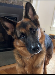 A German Shepherd dog tilts its head slightly while standing indoors near a fireplace.