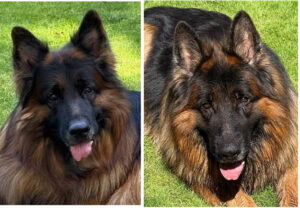 Two long-haired German Shepherd dogs are lying on grass, both facing the camera with their tongues slightly out.