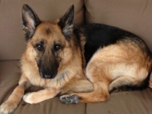 A German Shepherd dog is lying curled up on a brown couch, looking toward the camera.