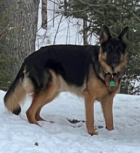 A German Shepherd stands alert on snow-covered ground with trees in the background.