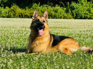 A German Shepherd lies in a grassy field with its tongue out, surrounded by green plants and sunlight.