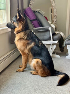 A German Shepherd sits on carpet near a window, looking outside. A rocking chair and mirror are in the background.