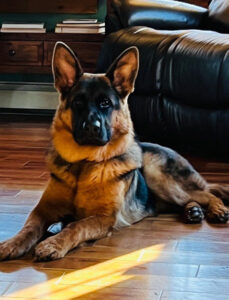 A German Shepherd dog lies on a wooden floor in a living room near a black leather couch.