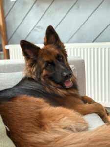A German Shepherd dog is lying on a couch, looking at the camera with its mouth slightly open.