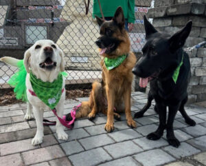 Three dogs wearing green bandanas are sitting on a paved area in front of a chain-link fence and stone wall.