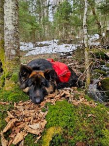 A German Shepherd wearing a red vest lies on forest ground covered in leaves and moss, with trees and snow in the background.