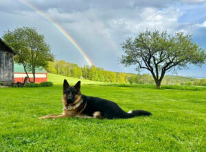 A German Shepherd lies on green grass with a rainbow in the sky and trees in the background.