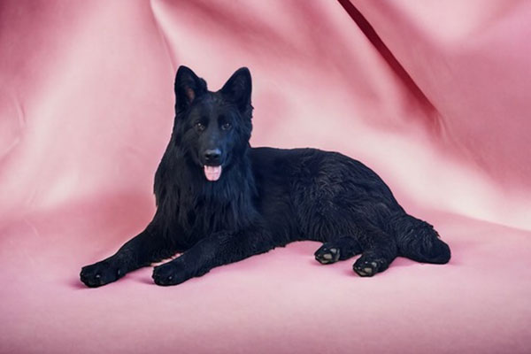 A black German Shepherd lies on a pink backdrop, facing forward with its tongue out.