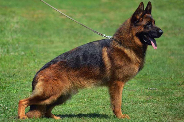 A German Shepherd dog standing on grass with a leash, facing right, mouth open and tongue out.