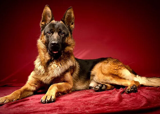 A German Shepherd dog lies on a red surface against a solid red background, looking toward the camera.