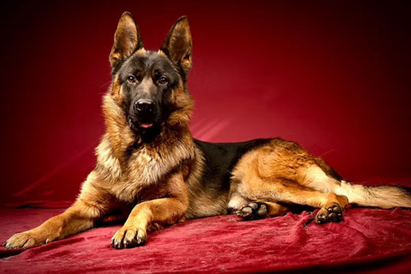 A German Shepherd dog lies on a red surface against a solid red background, looking toward the camera.