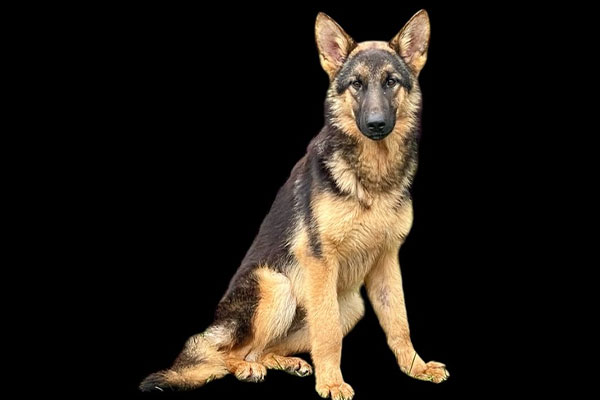 A German Shepherd dog sits upright against a solid black background, facing forward.