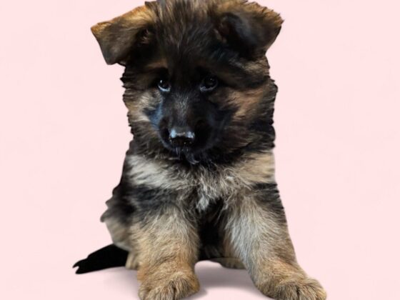 A German Shepherd puppy sits on a pink background with the name "IRENE" written below.