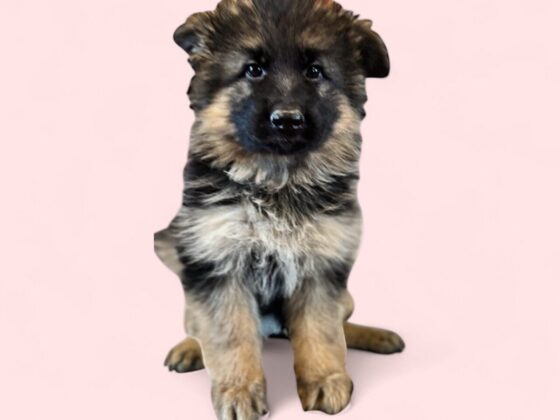 A German Shepherd puppy sits on a pink background with the name "IVY" written below.