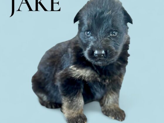 A small black and tan puppy sits on a light blue background with the name "JAKE" written in bold letters.