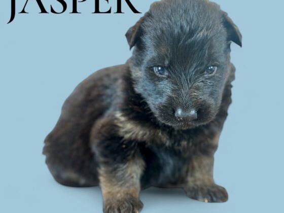 A small black and brown puppy sits on a light blue background with the name "JASPER" written in the top left corner.