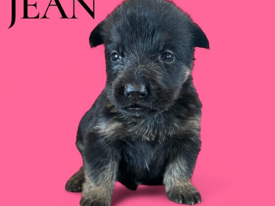 A small black and brown puppy sits on a pink background with the word "JEAN" in bold black letters in the top left corner.