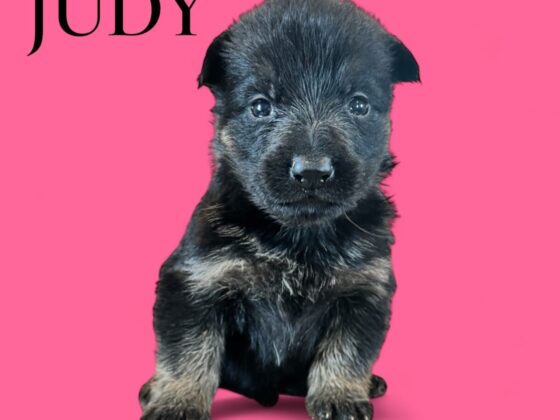 A small black and brown puppy sits on a pink background with the word "JUDY" in bold black letters.