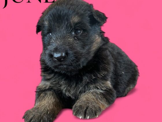 A small black and brown puppy lies on a pink background with the word "JUNE" in the top left corner.