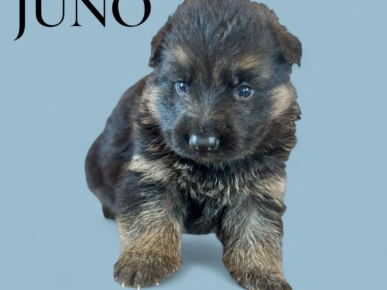 A young German Shepherd puppy sits on a blue background with the word "JUNO" in the top left corner.