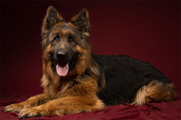 A long-haired German Shepherd dog lies on a burgundy surface with its tongue out against a dark red background.