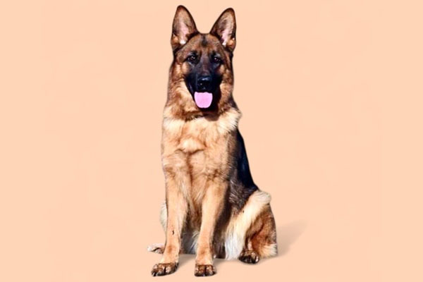 A German Shepherd sits facing forward against a plain, light peach background with its mouth open and tongue visible.