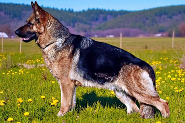 A German Shepherd stands alert in a grassy field with yellow flowers and hills in the background.