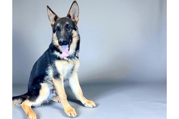 A German Shepherd dog sits on a plain gray background with its tongue out and ears perked up.