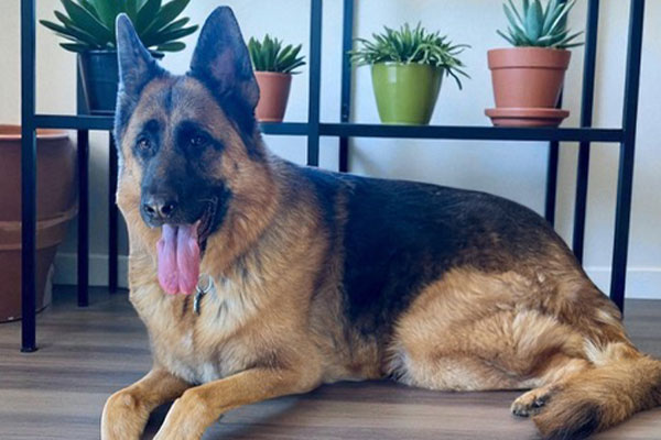 A German Shepherd dog lies on the floor indoors in front of a shelf with potted plants.